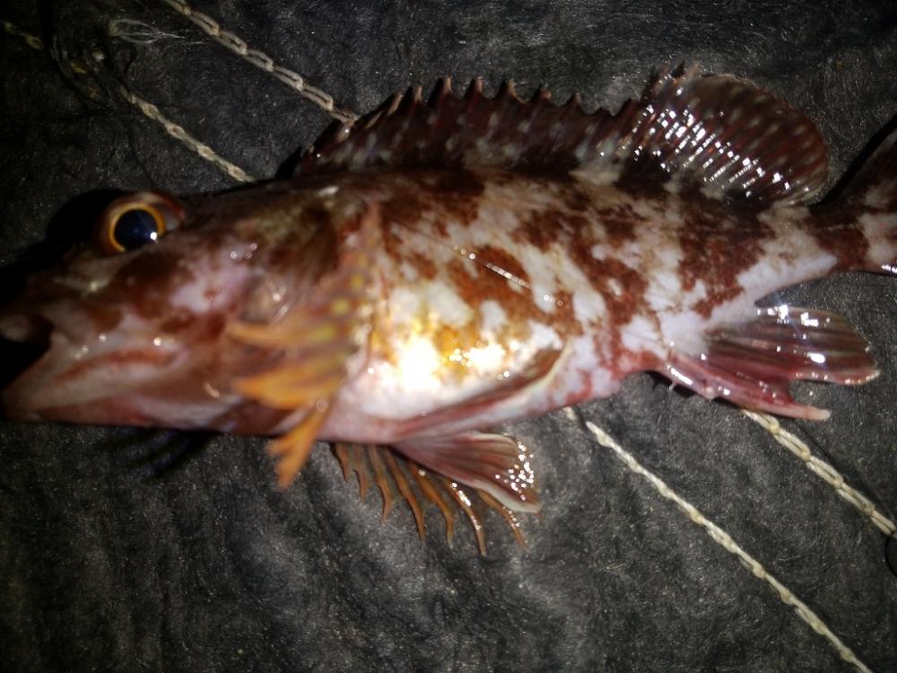 ライトなゲーム