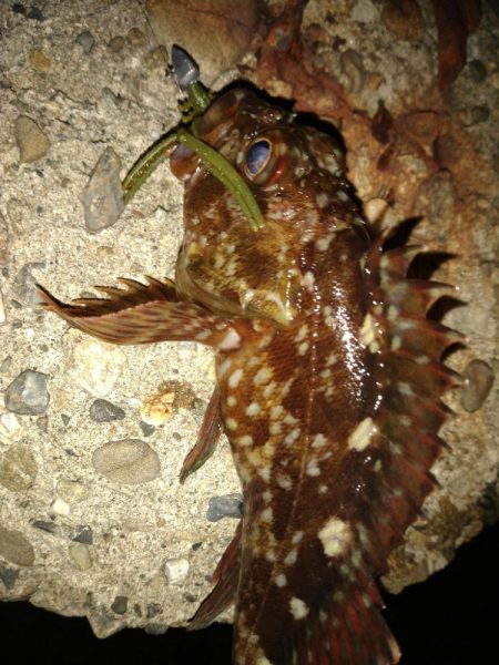 ちょい釣り20230222