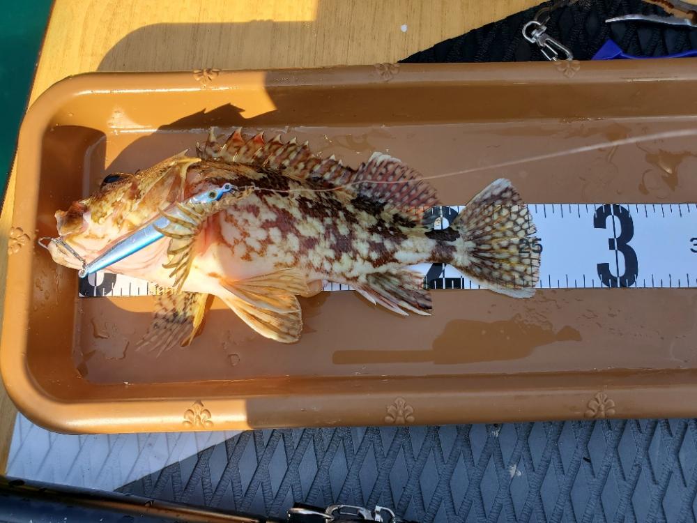 SUPフィッシング