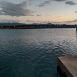 鰯を探しに行ったのに…