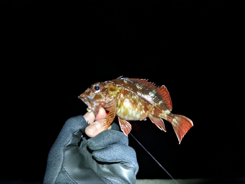 遂に水温は11℃台へ