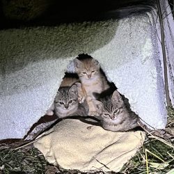 子猫が可愛すぎて釣りにならなかった