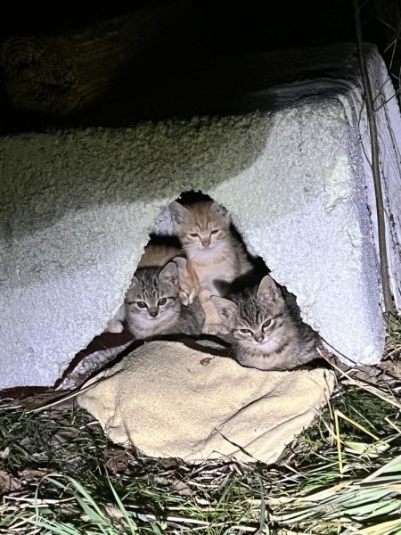 子猫が可愛すぎて釣りにならなかった