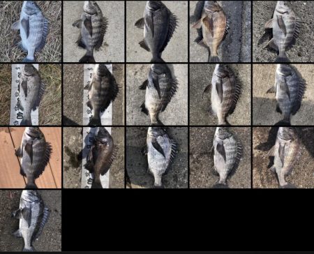 イチノ兄弟（兄）釣果！