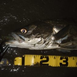 厳寒の戻りシーバス