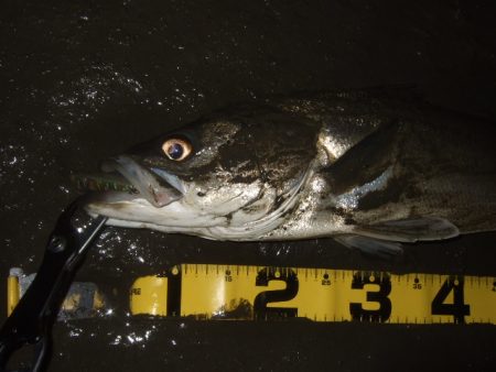 厳寒の戻りシーバス