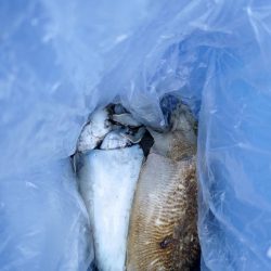 コウイカエギング