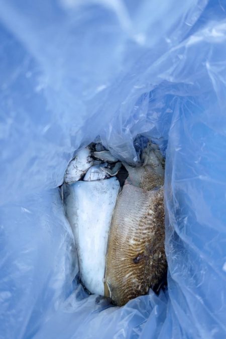 コウイカエギング