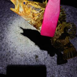 明石二見メバリング