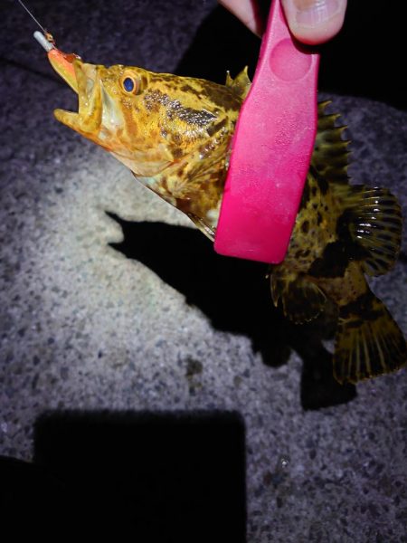 明石二見メバリング