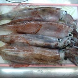 ビギナーズラック2