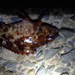 メパリング初め