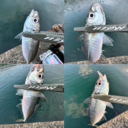 やっぱりスプリット