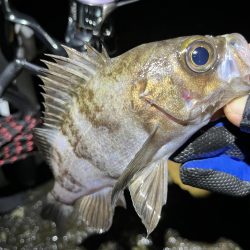 イベント的メバリング