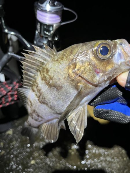 イベント的メバリング