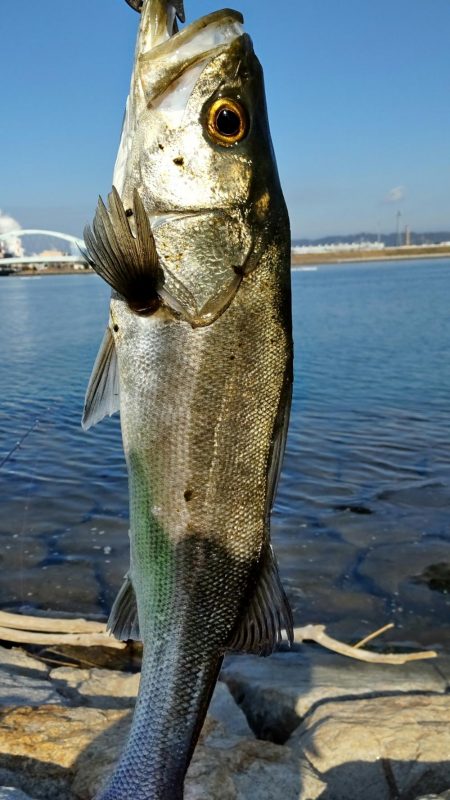 極寒の紀ノ川恐るべし！