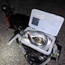 タチウオジギング