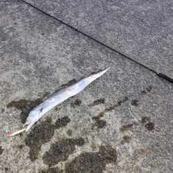 タチウオジギング＆ワインド