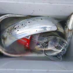 太刀魚ジギング