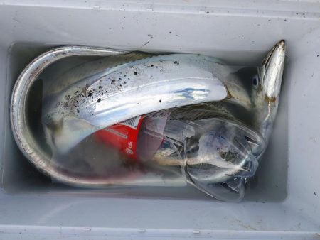 太刀魚ジギング