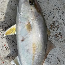 チカメキントキ高活性