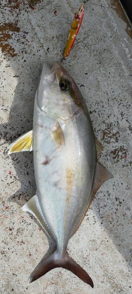 チカメキントキ高活性