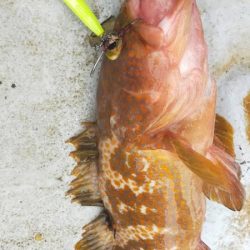 ネギネギ五目釣り