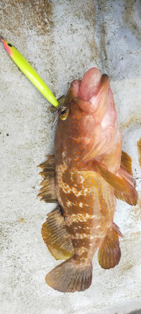 ネギネギ五目釣り