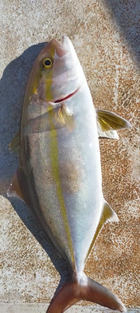 良型ウマイやつ