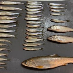 茨戸川付近でのワカサギ釣り！！