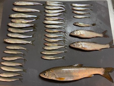 茨戸川付近でのワカサギ釣り！！