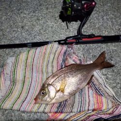 2023/01/31 南港ライトゲーム釣行