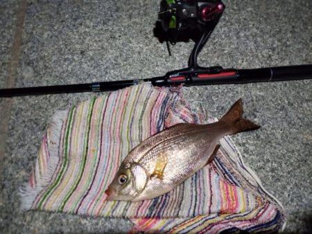 2023/01/31 南港ライトゲーム釣行