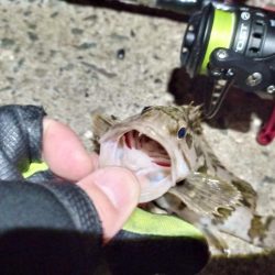 2023/02/03 南港ライトゲーム釣行