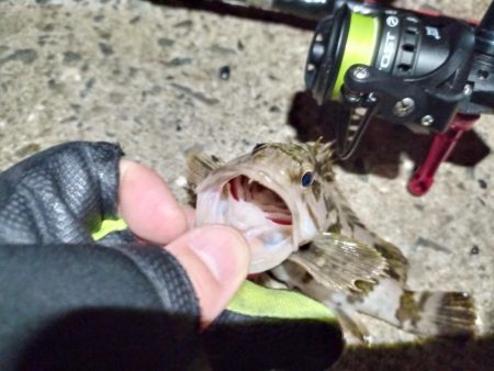 2023/02/03 南港ライトゲーム釣行