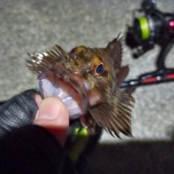 2023/02/04 南港ライトゲーム釣行