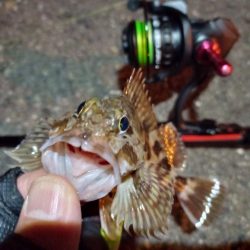 2023/02/05 南港ライトゲーム釣行