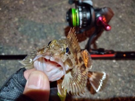 2023/02/05 南港ライトゲーム釣行