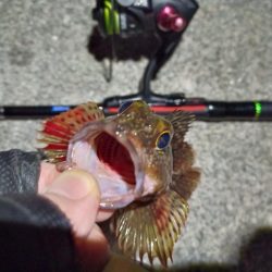 2023/02/07 南港ライトゲーム釣行