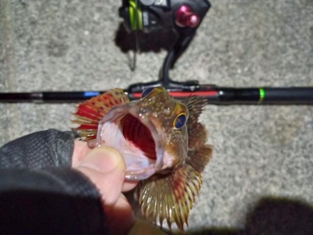 2023/02/07 南港ライトゲーム釣行