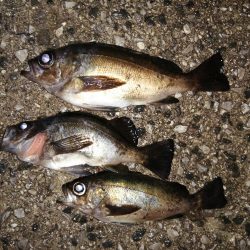 アジがいました少しだけ