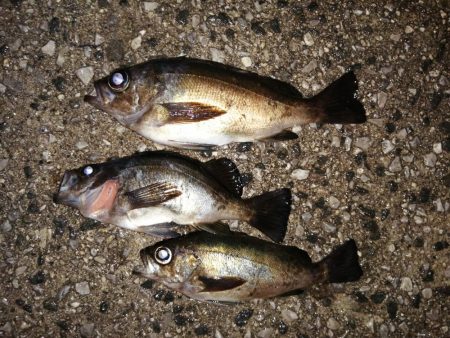 アジがいました少しだけ