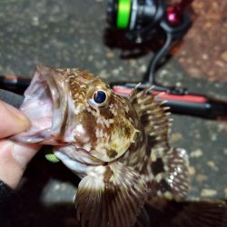 2023/02/09 南港ライトゲーム釣行