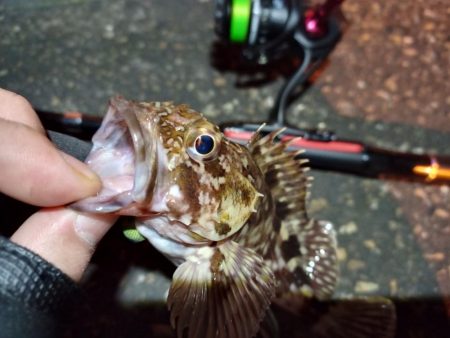 2023/02/09 南港ライトゲーム釣行