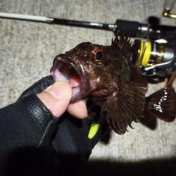 2023/02/12 南港ライトゲーム釣行