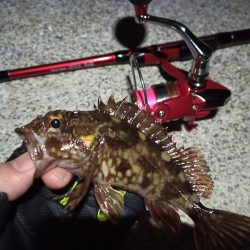 2023/02/16 南港ライトゲーム釣行