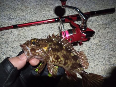 2023/02/16 南港ライトゲーム釣行