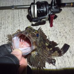 2023/02/17 南港ライトゲーム釣行