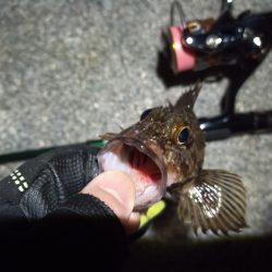 2023/02/22 南港ライトゲーム釣行