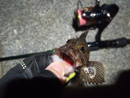 2023/02/22 南港ライトゲーム釣行